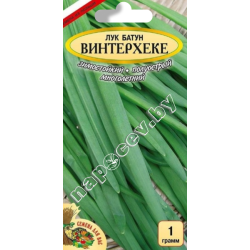 Лук батун "Винтерхеке" (1гр)